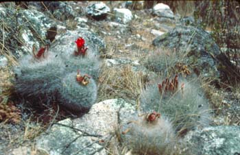 andes_plants
