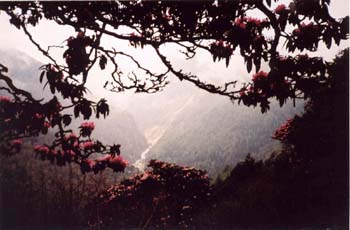 Khumbu-rhododendrons