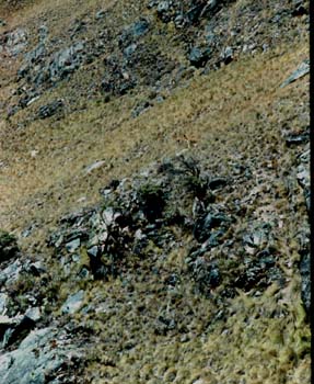 andes_vicunas