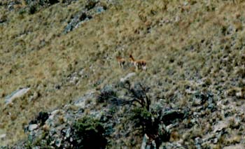 andes_vicunas_closeup